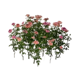 Pink Flowerbed