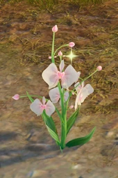 Weather Orchid