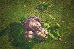 Treasure Melon