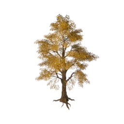 Yellow Tinkle Tree