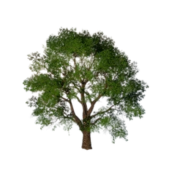 Broadleaf Tree