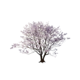 Pink Shrub