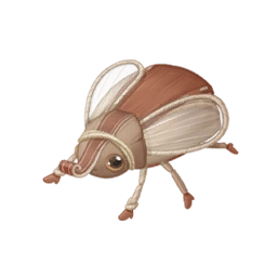 Leatherbag Beetle