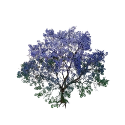 Misty Green Cloud Tree