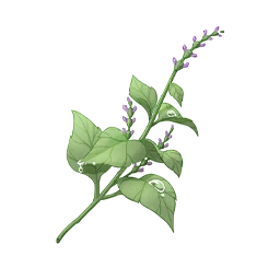 Herbal Aroma