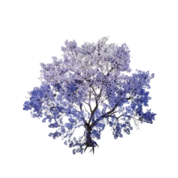 Violet Cloud Tree