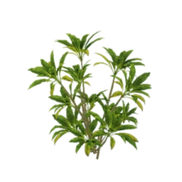 Umbrella-Leaf Shrub