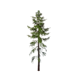 Needleleaf Tree