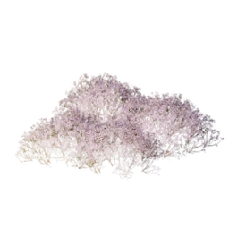 Purple Shrub