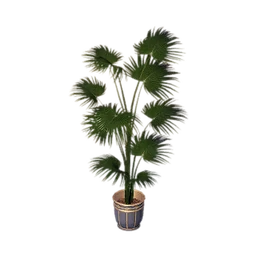 Fragrant Potted Plant