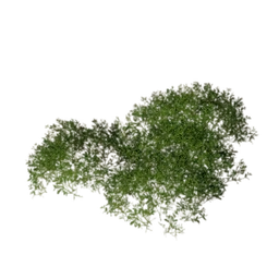 Shrub (Sparse)